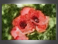 Vlčí mák 2  |  – fotoplakát 60 x 40 cm, – fotopanel 60 x 40 cm, – fotoplátno 60 x 40 cm