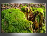 Starý pařez |  – fotografie 60 x 40 cm, – fotopanel 60 x 40 cm, – fotoplátno 60 x 40 cm
